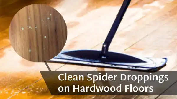 How to Clean Spider Droppings on Hardwood Floors The Ultimate Guide