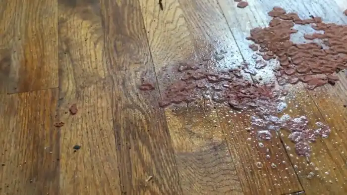 How to Remove Carpet Pad Stains From Hardwood Floors: The Complete Guide [DIY]