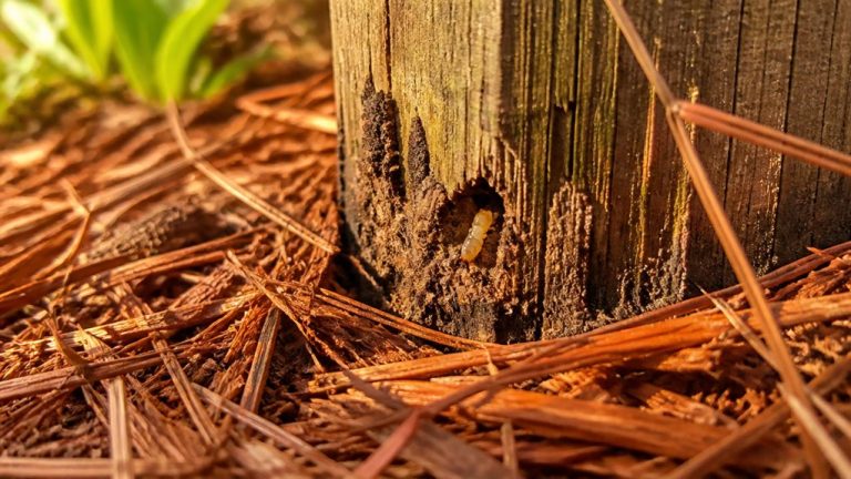 may attract termite activity