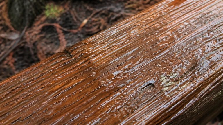 cedar resists rot when wet